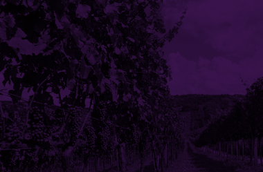 Safra 2017 deve atingir 600 milhões de quilos de uva