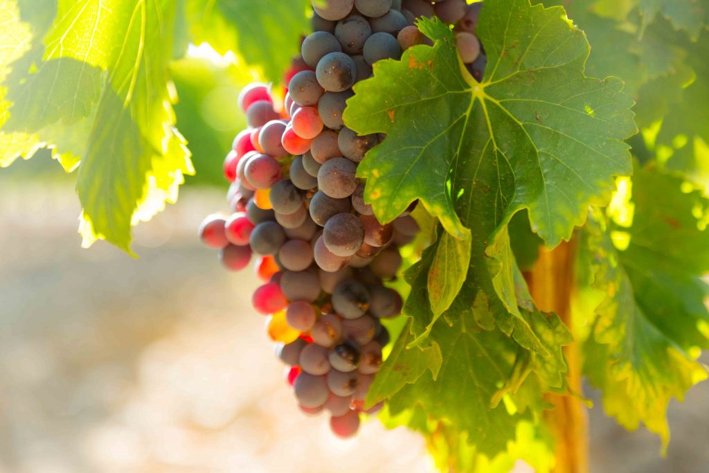 Uva Moscato no vinhedo para vinho rosé